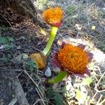 Scadoxus puniceus Lorea