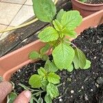 Amaranthus blitumDeilen