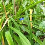 Commelina communisFloare