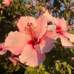 Hibiscus rosa-sinensisBlomst