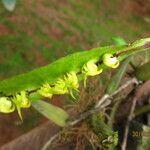 Bulbophyllum renkinianum Kwiat