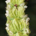Lavandula viridis Květ