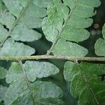 Triplophyllum fraternum Hoja