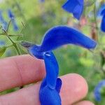 Salvia patens Цветок