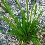 Allium angulosum Habit