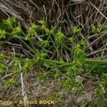 Euphorbia exigua Hábito