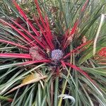 Fascicularia bicolorLeaf