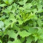 Lactuca biennis Leaf