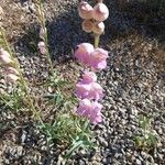 Penstemon palmeri Flor