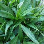 Solidago gigantea Blad