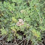 Eriogonum arborescens Hábitos