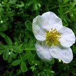 Dasiphora fruticosa Fleur