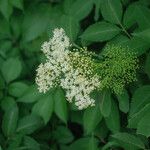 Sambucus nigra Flower