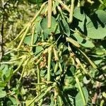 Dorycnium eriophthalmum Fruit