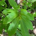 Castanea pumila 葉