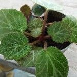 Saxifraga hirsuta Corteza