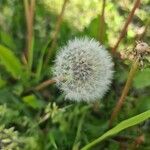 Taraxacum rubicundum 花