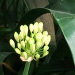 Agapanthus spp. Habit