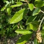 Croton gratissimus Leaf