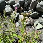 Erythranthe lewisii Flower