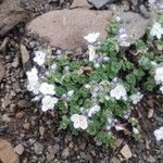 Veronica repens Habit