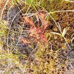 Drosera anglicaBlad