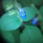 Salvia occidentalis Flower
