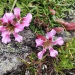 Saponaria pumila Flower