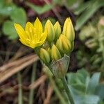 Allium moly Floare