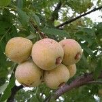 Sorbus domestica Fruit