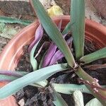 Tradescantia spathaceaЛист