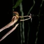 Bulbophyllum longiflorum Kvet