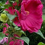 Hibiscus palustris Habit