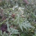 Parthenium hysterophorusLeaf