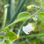 Salpichroa origanifoliaFlower