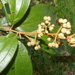 Miconia xalapensis Blad