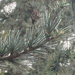 Cedrus atlantica List