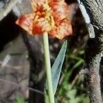 Fritillaria recurva 花