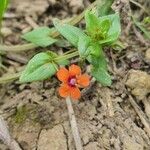 Lysimachia arvensisFlower