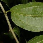 Celtis iguanaea 葉