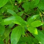 Ceanothus herbaceus Folha