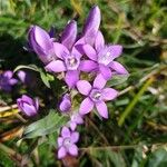 Gentianella germanica Hábito