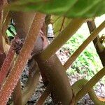 Begonia handelii Habitatea