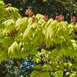 Acer shirasawanum Blomma