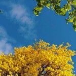 Handroanthus albus Flower