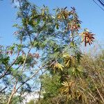 Leucaena leucocephalaПлод