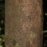 Pouteria cayennensis Kabuk
