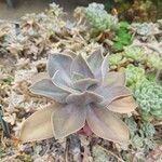 Echeveria nodulosaBlad