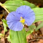 Commelina ensifolia 花