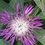 Centaurea seridis Kvet